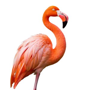 Minimalist Flamingo Outline Png 06292024 PNG Image