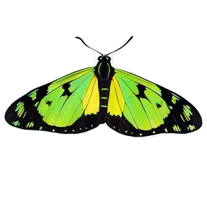 Minimalist Green Butterfly Png Pyi97 PNG Image