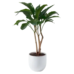 Minimalist Indoor Plants Png 06252024 PNG Image