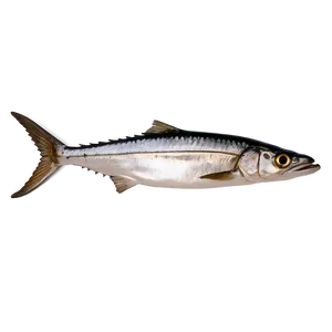 Minimalist Sardine Png Fav94 PNG Image