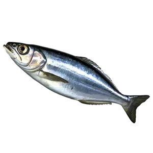 Minimalist Sardine Png Tfa75 PNG Image