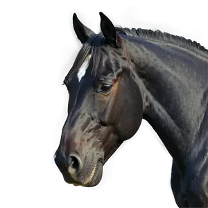 Minimalistic Black Horse Sketch Png Uwe68 PNG Image