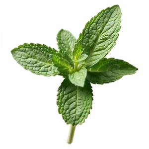 Mint Herb Leaves Png Dfy53 PNG Image