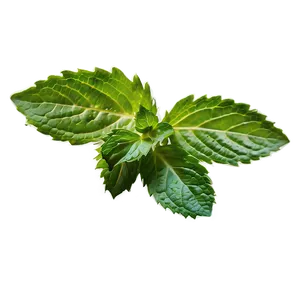 Mint Leaf Closeup Png Rsn35 PNG Image