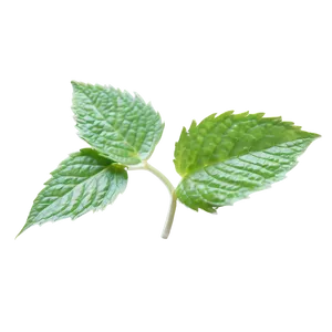 Mint Leaf Graphic Png Mmb91 PNG Image