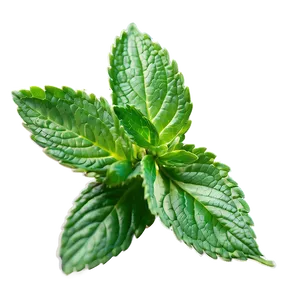 Mint Leaf Illustration Png Dwk PNG Image