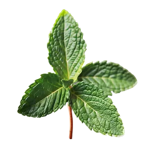 Mint Leaf Illustration Png Xbg PNG Image