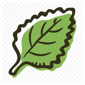 Mint Leaf Illustration PNG Image