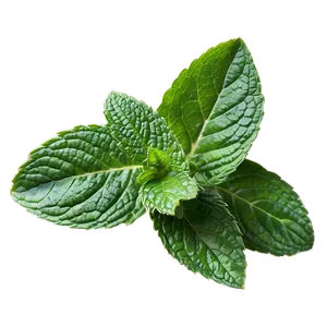 Mint Leaf Isolated Png Upk PNG Image