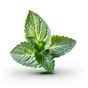 Mint Leaves Bundle Png 75 PNG Image