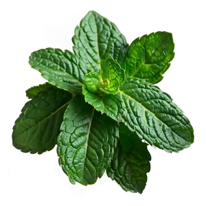 Mint Leaves Bundle Png Xil14 PNG Image