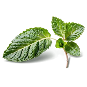 Mint Leaves Closeup Png Kae90 PNG Image