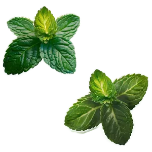 Mint Leaves Garden Png Cog PNG Image