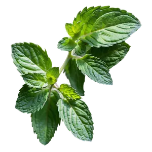 Mint Leaves Isolated Png Ram48 PNG Image