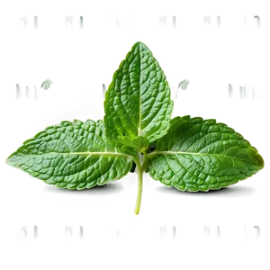 Mint Leaves Isolated Png Tkt92 PNG Image