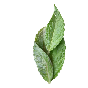 Mint Leaves Sprig Png Nsx27 PNG Image