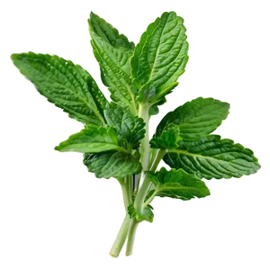 Mint Plant Leaves Png Rpx PNG Image