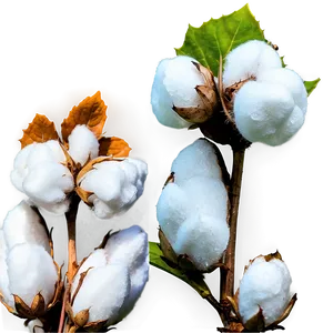 Mississippi Cotton Fields Png Snv PNG Image