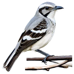 Mississippi State Bird Mockingbird Png 06252024 PNG Image