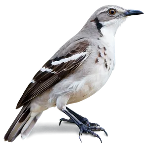 Mississippi State Bird Mockingbird Png Mmj PNG Image