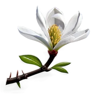 Mississippi State Flower Magnolia Png 06252024 PNG Image