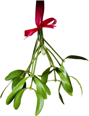 Mistletoewith Red Ribbon PNG Image