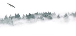 Misty_ Forest_with_ Eagle_ Flying PNG Image