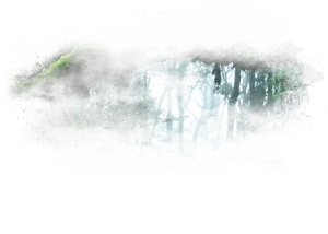 Misty_ Rainforest_ Canopy.jpg PNG Image