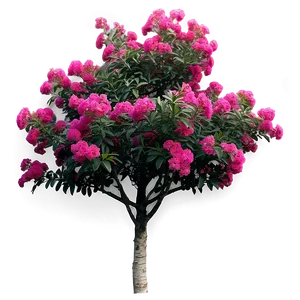 Mixed Color Crepe Myrtle Collection Png Apk70 PNG Image