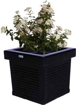 Modern Black Planter With White Flowers PNG Image