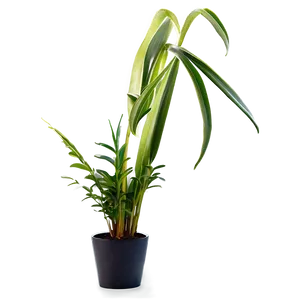 Modern Floor Plant Png 06282024 PNG Image