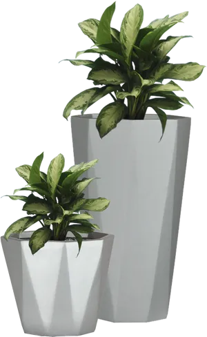 Modern White Flower Potswith Plants PNG Image