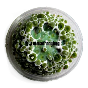 Mold Macro Png 06242024 PNG Image