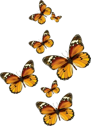 Monarch Butterflies Black Background PNG Image