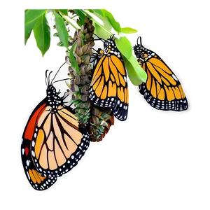 Monarch Butterflies Cluster Png Hrn PNG Image