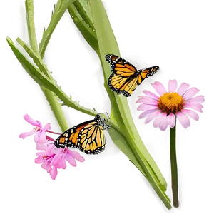 Monarch Butterflies On Flower Png 55 PNG Image