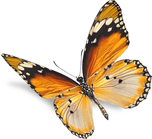 Monarch Butterfly Black Background PNG Image