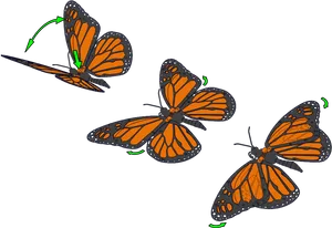 Monarch Butterfly Flight Sequence PNG Image