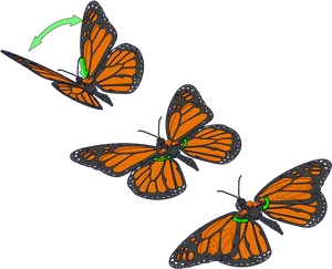 Monarch Butterfly Flight Sequence PNG Image