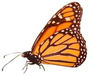 Monarch Butterfly Isolatedon Black PNG Image