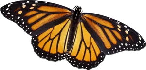 Monarch Butterfly Spread Wings PNG Image