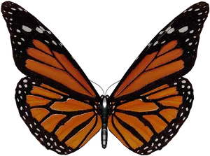 Monarch Butterfly Wings Spread PNG Image