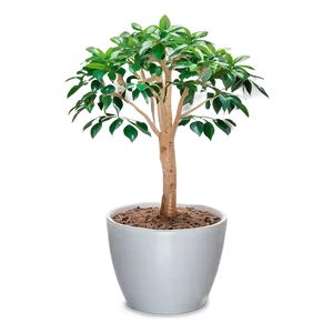 Money Tree In Pot Png Xld13 PNG Image