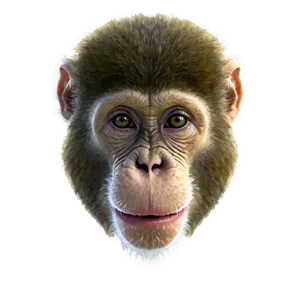 Monkey Face B PNG Image