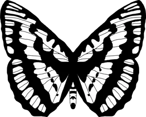 Monochrome Butterfly Illustration.png PNG Image