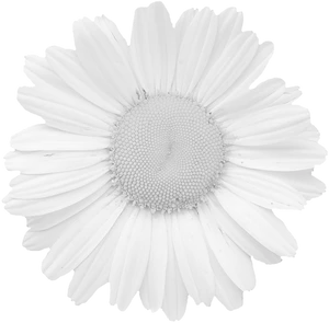 Monochrome Daisy Flower Closeup PNG Image