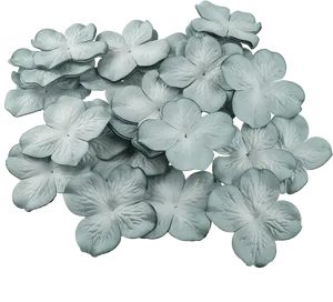 Monochrome Hydrangea Blooms PNG Image