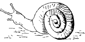 Monochrome Snail Shell Illustration PNG Image