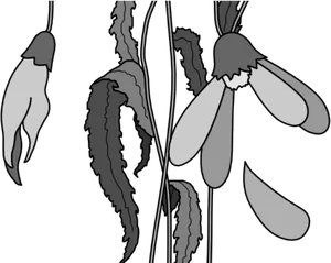 Monochrome Snowdrop Illustration PNG Image