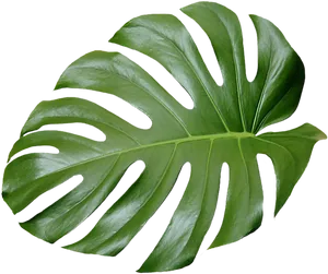 Monstera Deliciosa Leaf Isolated PNG Image